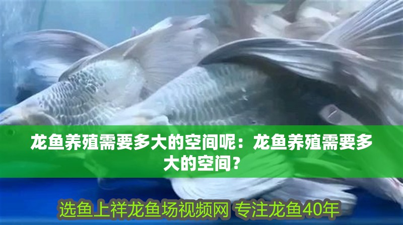 龍魚養殖需要多大的空間呢：龍魚養殖需要多大的空間？