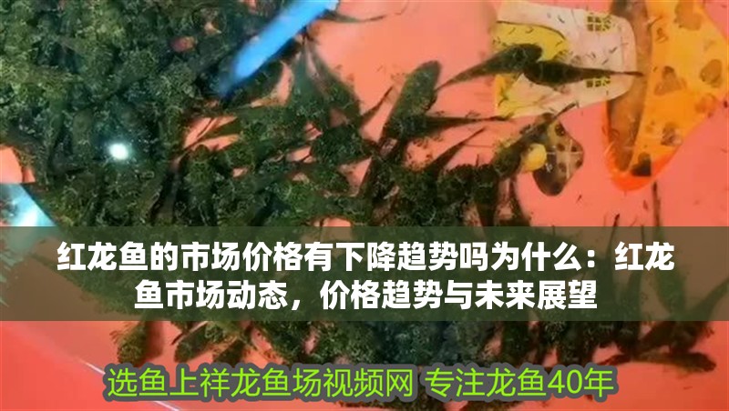 紅龍魚的市場價格有下降趨勢嗎為什么：紅龍魚市場動態，價格趨勢與未來展望