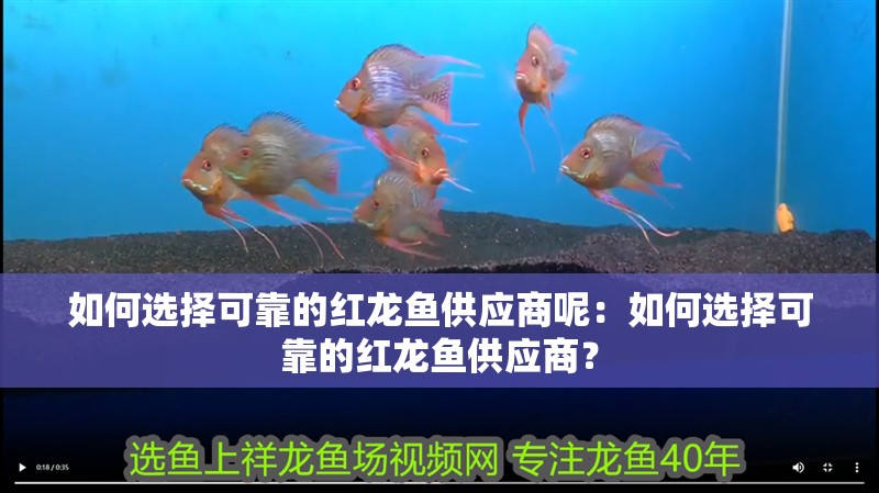 如何選擇可靠的紅龍魚供應商呢：如何選擇可靠的紅龍魚供應商？