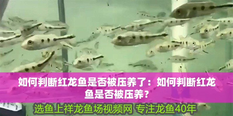 如何判斷紅龍魚是否被壓養了：如何判斷紅龍魚是否被壓養？