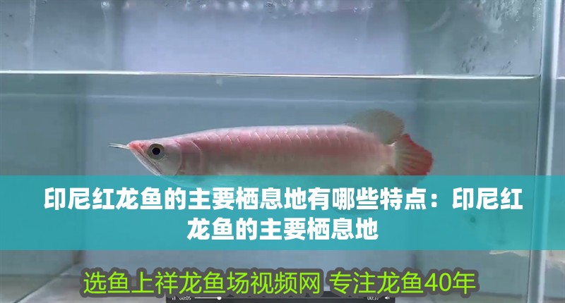 印尼紅龍魚的主要棲息地有哪些特點(diǎn)：印尼紅龍魚的主要棲息地
