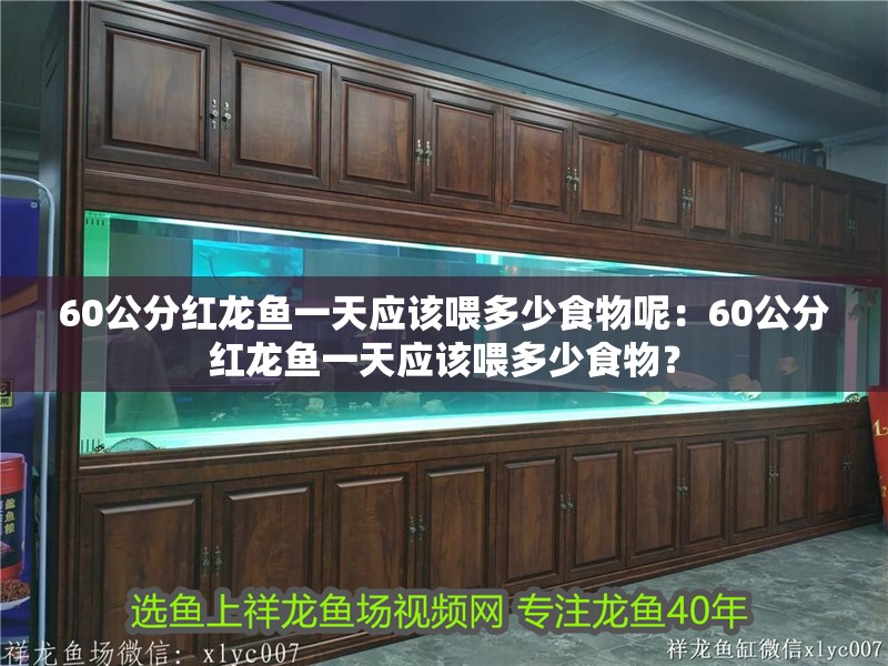 60公分紅龍魚(yú)一天應(yīng)該喂多少食物呢：60公分紅龍魚(yú)一天應(yīng)該喂多少食物？