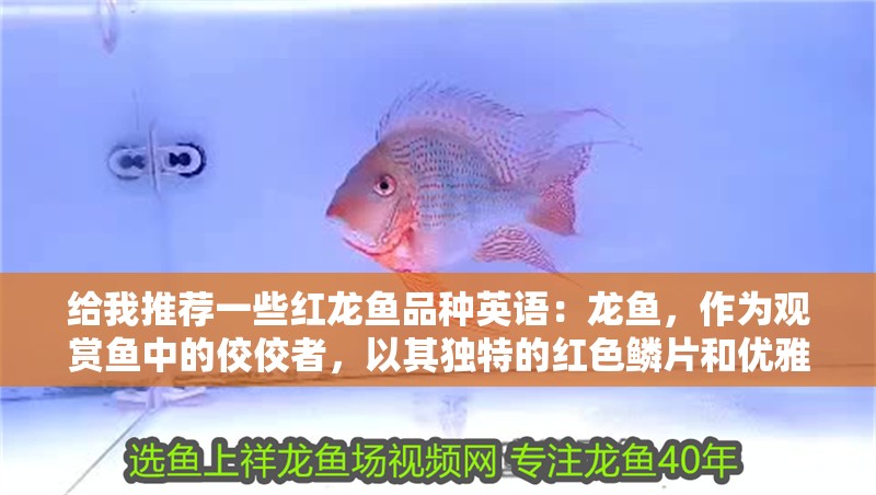 給我推薦一些紅龍魚品種英語：龍魚，作為觀賞魚中的佼佼者，以其獨特的紅色鱗片和優雅的游動姿態深受愛好者喜愛。在眾多品種中，挑選出適合自己養殖環境的紅龍魚，不僅能提升觀賞價值，還能帶來樂趣和成就感。以下是一些推薦的紅龍魚品種