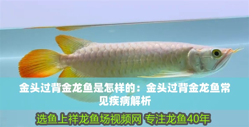 金頭過(guò)背金龍魚(yú)是怎樣的：金頭過(guò)背金龍魚(yú)常見(jiàn)疾病解析