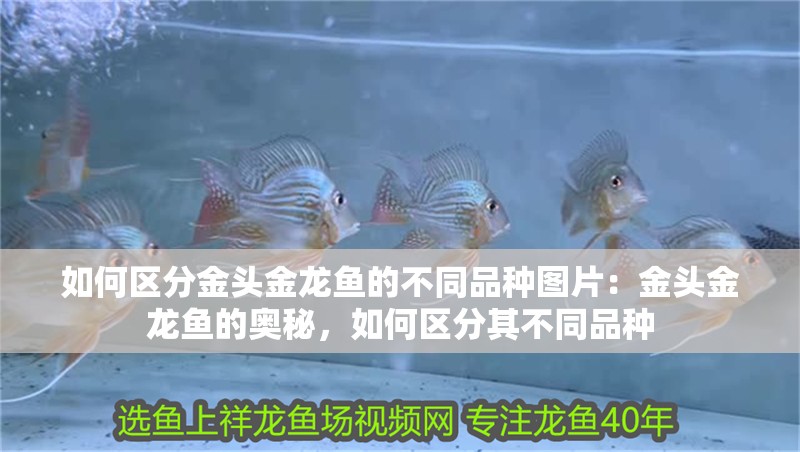 如何區(qū)分金頭金龍魚的不同品種圖片：金頭金龍魚的奧秘，如何區(qū)分其不同品種