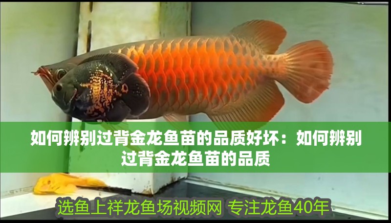 如何辨別過背金龍魚苗的品質(zhì)好壞：如何辨別過背金龍魚苗的品質(zhì)