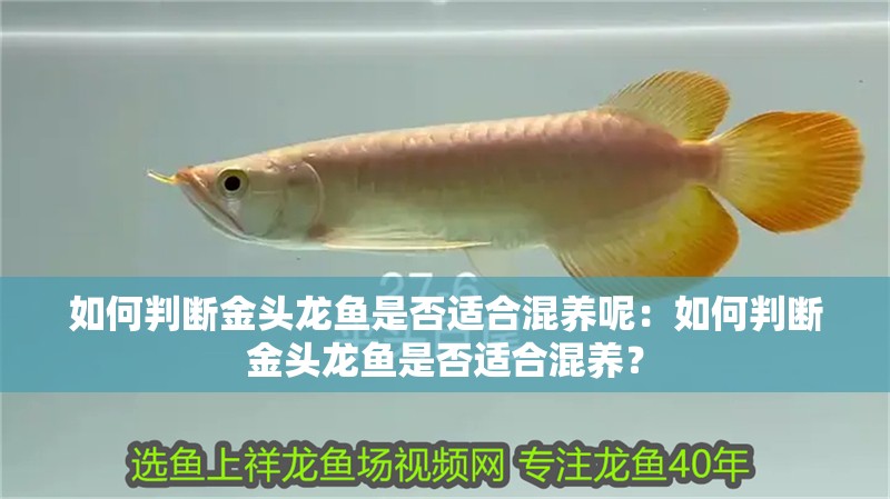 如何判斷金頭龍魚是否適合混養(yǎng)呢：如何判斷金頭龍魚是否適合混養(yǎng)？