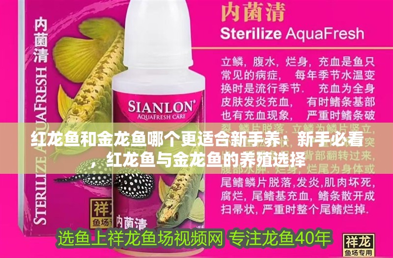 紅龍魚和金龍魚哪個更適合新手養：新手必看，紅龍魚與金龍魚的養殖選擇