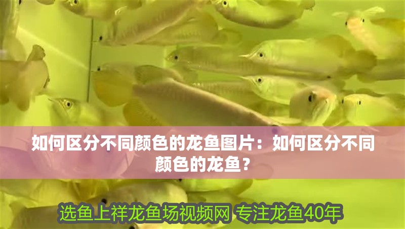 如何區(qū)分不同顏色的龍魚圖片：如何區(qū)分不同顏色的龍魚？