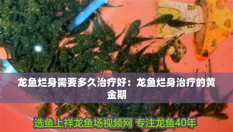 龍魚爛身需要多久治療好：龍魚爛身治療的黃金期