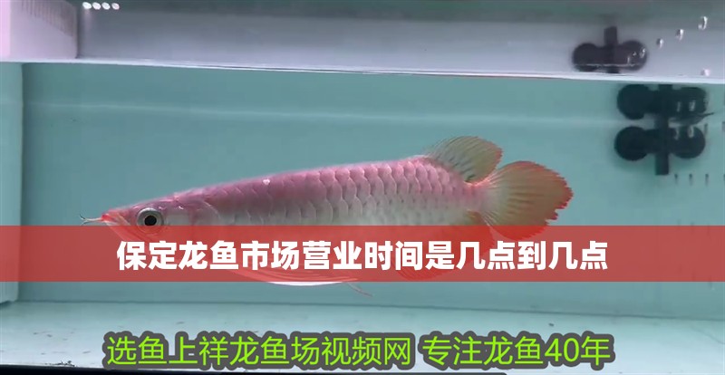 保定龍魚市場營業時間是幾點到幾點