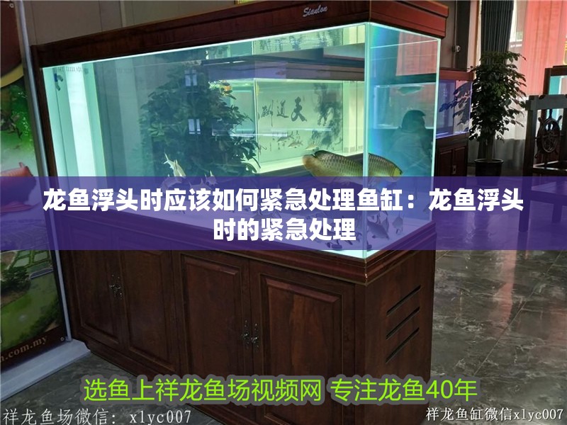 龍魚浮頭時應該如何緊急處理魚缸：龍魚浮頭時的緊急處理