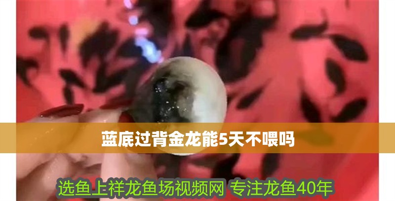藍底過背金龍能5天不喂嗎