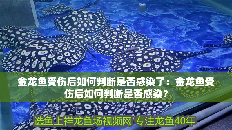金龍魚受傷后如何判斷是否感染了：金龍魚受傷后如何判斷是否感染？