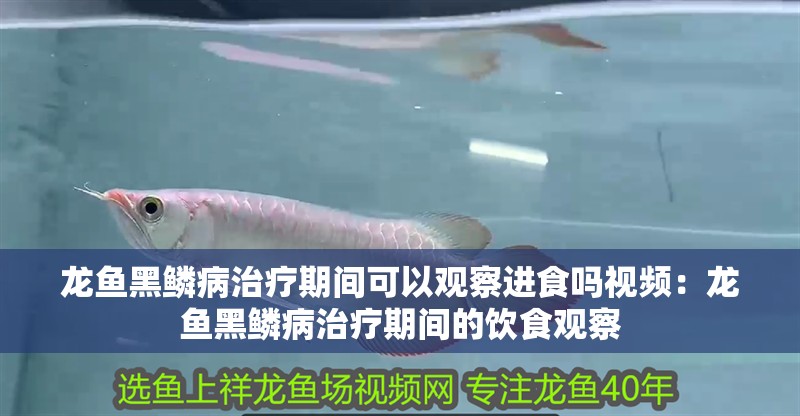 龍魚黑鱗病治療期間可以觀察進食嗎視頻：龍魚黑鱗病治療期間的飲食觀察