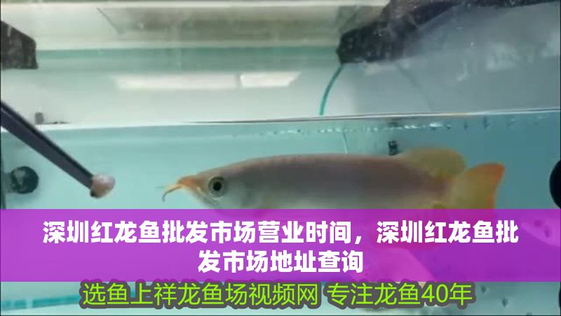 深圳紅龍魚批發市場營業時間，深圳紅龍魚批發市場地址查詢