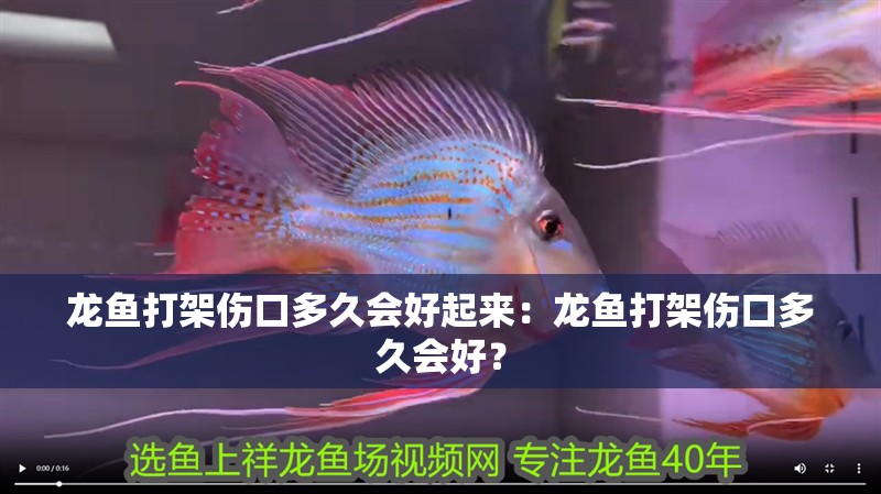 龍魚打架傷口多久會好起來：龍魚打架傷口多久會好？