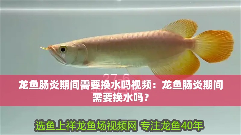 龍魚腸炎期間需要換水嗎視頻：龍魚腸炎期間需要換水嗎？