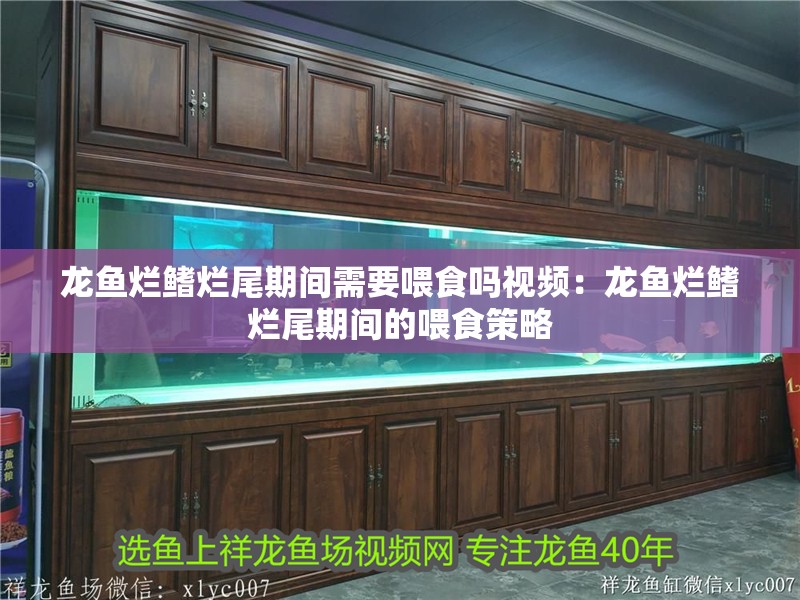 龍魚爛鰭爛尾期間需要喂食嗎視頻：龍魚爛鰭爛尾期間的喂食策略