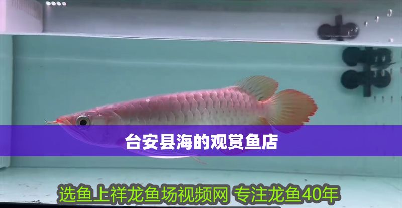 臺安縣海的觀賞魚店