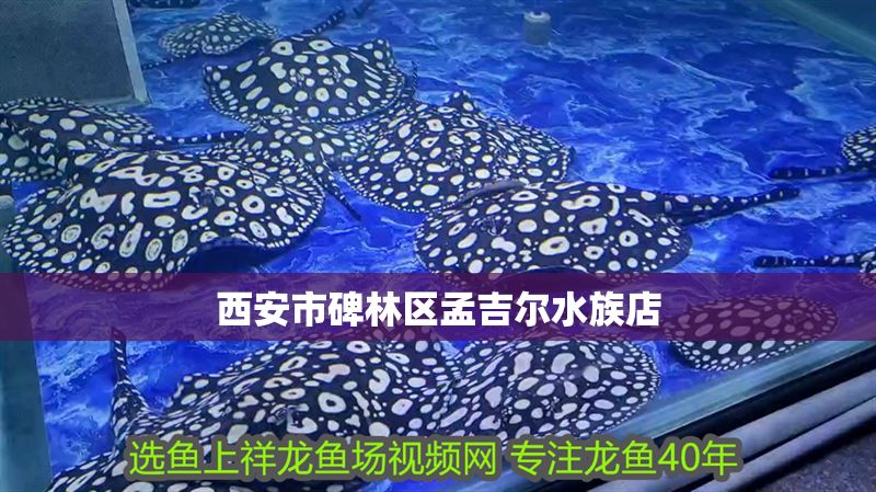 西安市碑林區孟吉爾水族店
