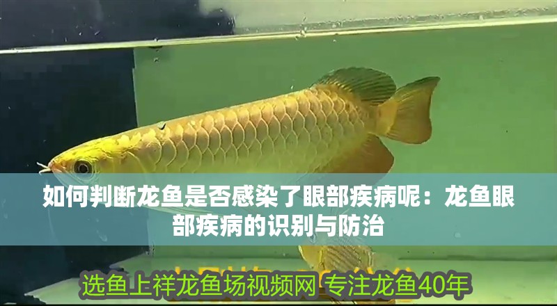 如何判斷龍魚是否感染了眼部疾病呢：龍魚眼部疾病的識別與防治
