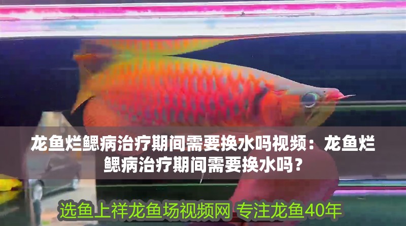 龍魚爛鰓病治療期間需要換水嗎視頻：龍魚爛鰓病治療期間需要換水嗎？