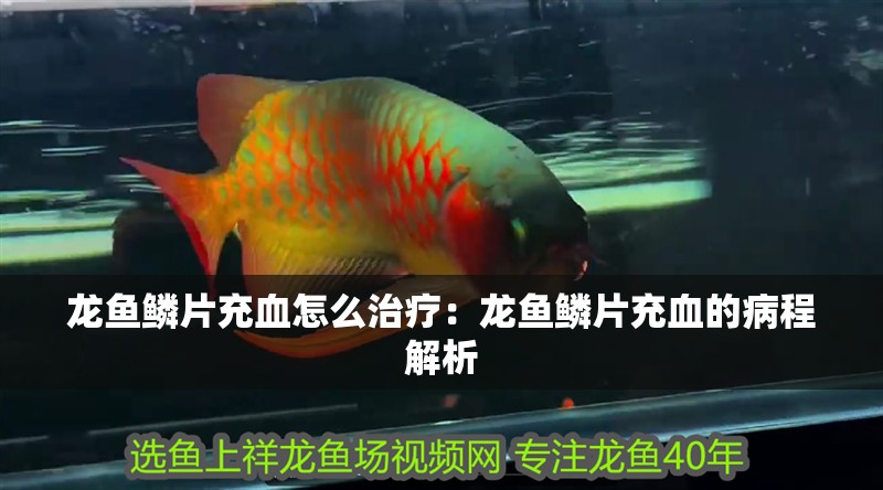 龍魚鱗片充血怎么治療：龍魚鱗片充血的病程解析 龍魚鱗片充血怎么治療：龍魚鱗片充血的病程解析 水族問答