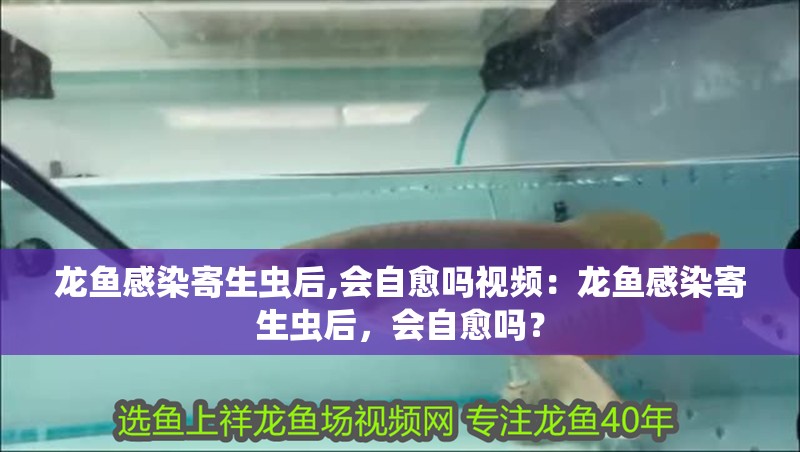 龍魚感染寄生蟲后,會自愈嗎視頻：龍魚感染寄生蟲后，會自愈嗎？