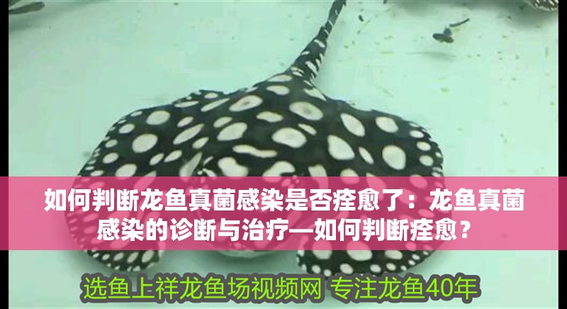 如何判斷龍魚真菌感染是否痊愈了：龍魚真菌感染的診斷與治療—如何判斷痊愈？