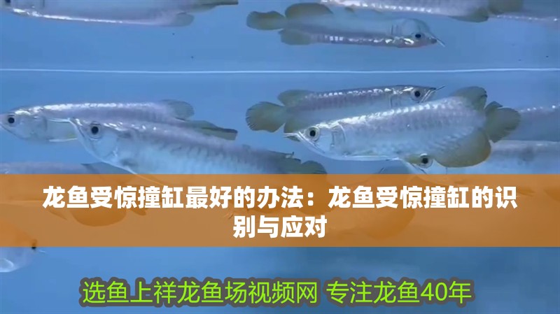 龍魚受驚撞缸最好的辦法：龍魚受驚撞缸的識別與應對