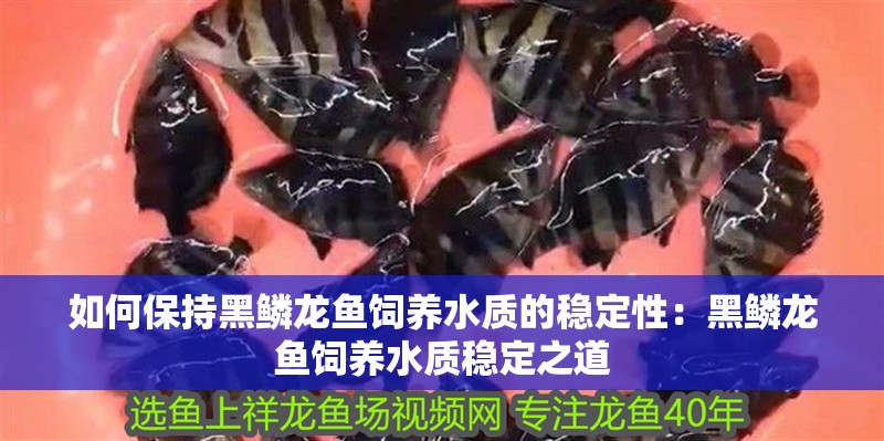 如何保持黑鱗龍魚飼養水質的穩定性：黑鱗龍魚飼養水質穩定之道