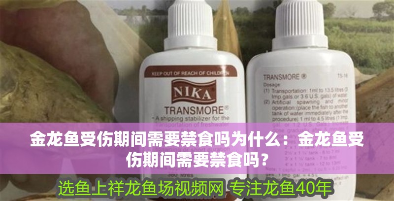 金龍魚受傷期間需要禁食嗎為什么：金龍魚受傷期間需要禁食嗎？