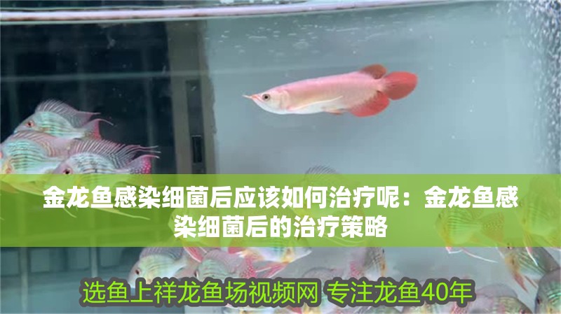 金龍魚感染細菌后應該如何治療呢：金龍魚感染細菌后的治療策略