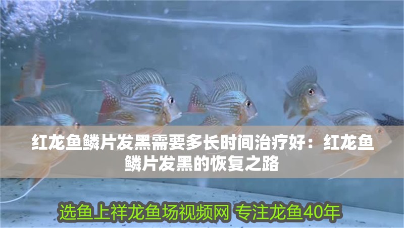 紅龍魚鱗片發黑需要多長時間治療好：紅龍魚鱗片發黑的恢復之路