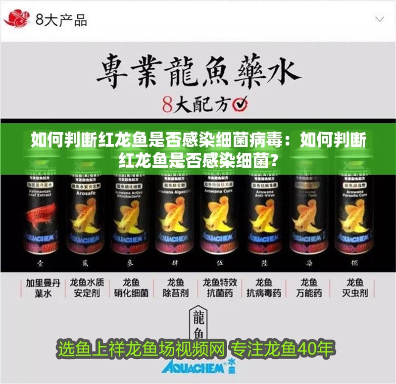 如何判斷紅龍魚是否感染細菌病毒：如何判斷紅龍魚是否感染細菌？