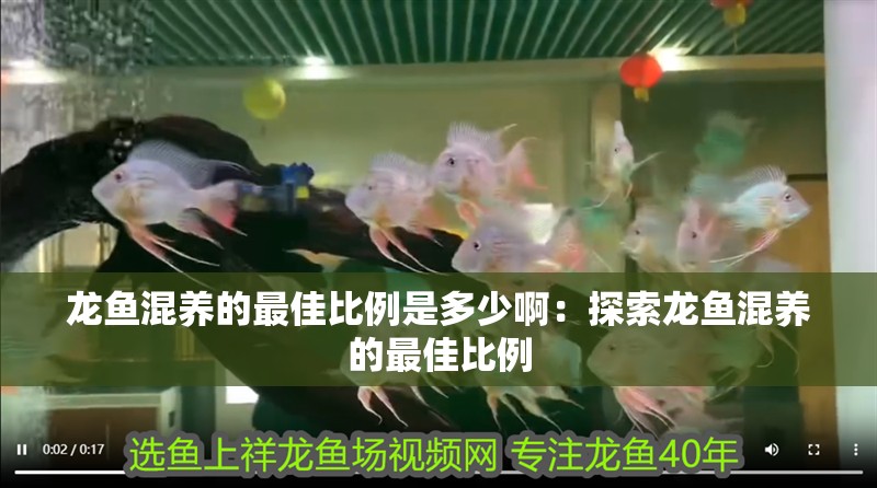 龍魚混養的最佳比例是多少啊：探索龍魚混養的最佳比例