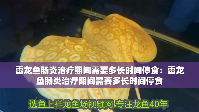 雷龍魚腸炎治療期間需要多長時間停食：雷龍魚腸炎治療期間需要多長時間停食