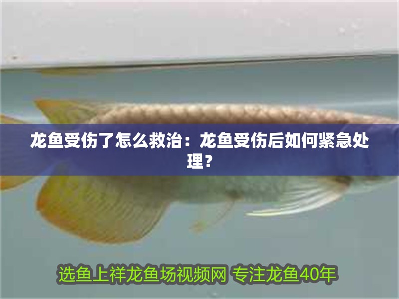 龍魚受傷了怎么救治：龍魚受傷后如何緊急處理？