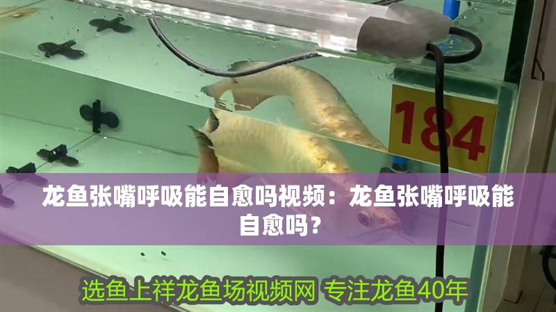 龍魚張嘴呼吸能自愈嗎視頻：龍魚張嘴呼吸能自愈嗎？