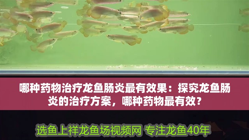 哪種藥物治療龍魚腸炎最有效果：探究龍魚腸炎的治療方案，哪種藥物最有效？