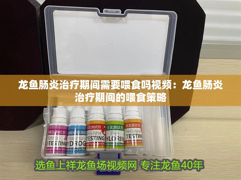 龍魚腸炎治療期間需要喂食嗎視頻：龍魚腸炎治療期間的喂食策略