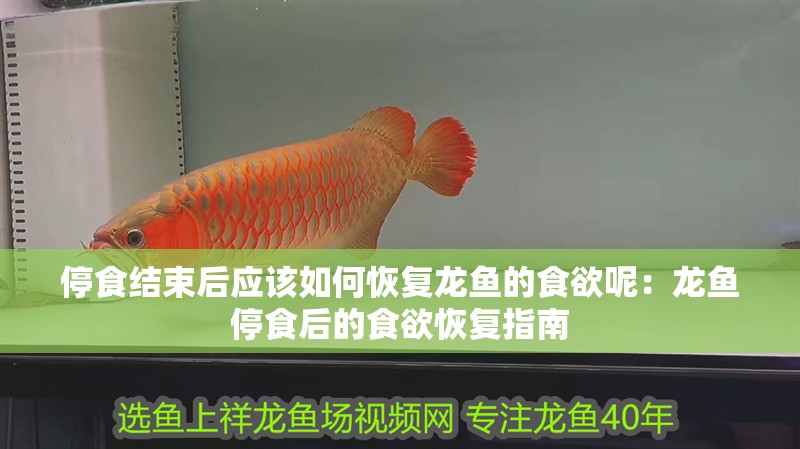停食結束后應該如何恢復龍魚的食欲呢：龍魚停食后的食欲恢復指南
