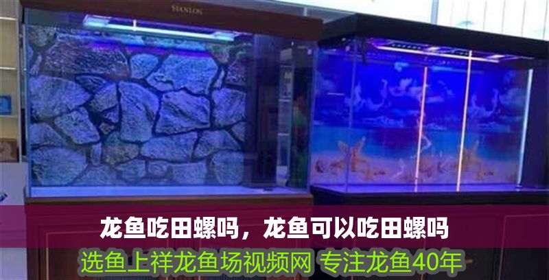 龍魚吃田螺嗎，龍魚可以吃田螺嗎