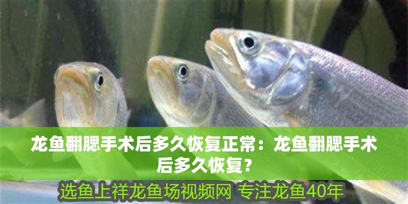 龍魚翻腮手術后多久恢復正常：龍魚翻腮手術后多久恢復？