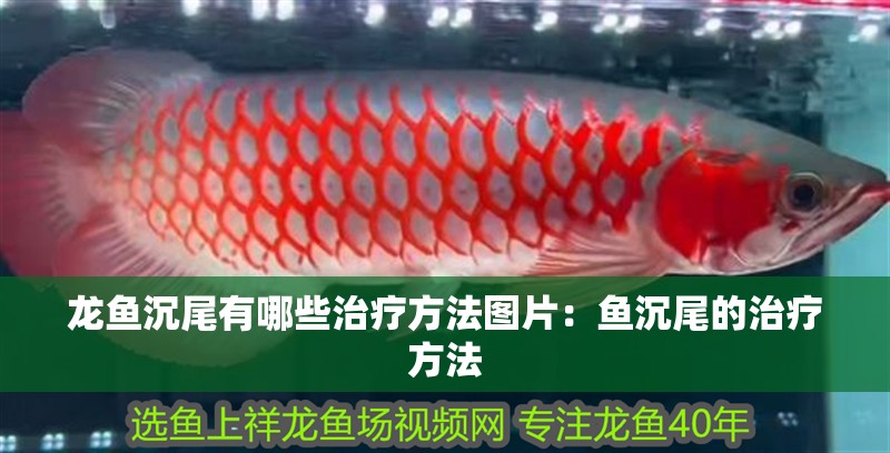 龍魚沉尾有哪些治療方法圖片：魚沉尾的治療方法
