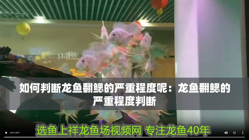 如何判斷龍魚翻鰓的嚴重程度呢：龍魚翻鰓的嚴重程度判斷