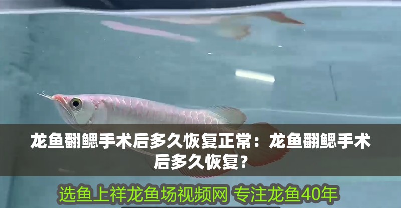 龍魚翻鰓手術后多久恢復正常：龍魚翻鰓手術后多久恢復？
