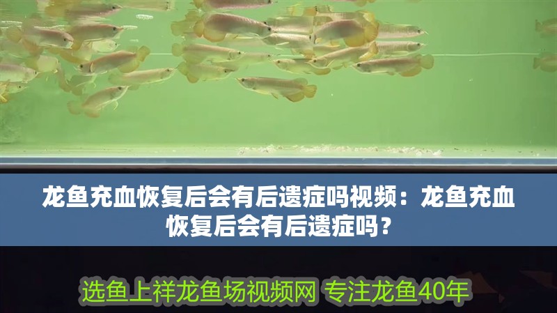 龍魚充血恢復后會有后遺癥嗎視頻：龍魚充血恢復后會有后遺癥嗎？