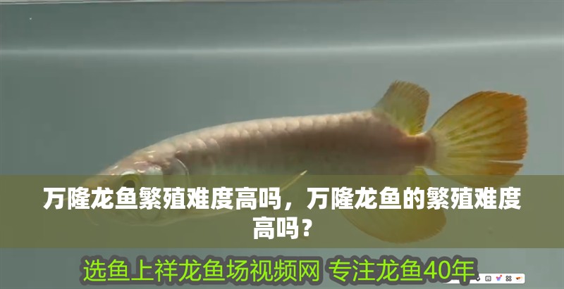 魚缸用增氧泵價(jià)格是多少:魚缸增氧機(jī)-xtrac增氧機(jī)-xtrac增氧機(jī) 萬(wàn)隆龍魚繁殖難度高嗎,萬(wàn)隆龍魚的繁殖難度高嗎? 龍魚百科 萬(wàn)隆龍魚繁殖難度高嗎,萬(wàn)隆龍魚的繁殖難度高嗎? 萬(wàn)隆龍魚繁殖難度高嗎,萬(wàn)隆龍魚的繁殖難度高嗎? 龍魚百科